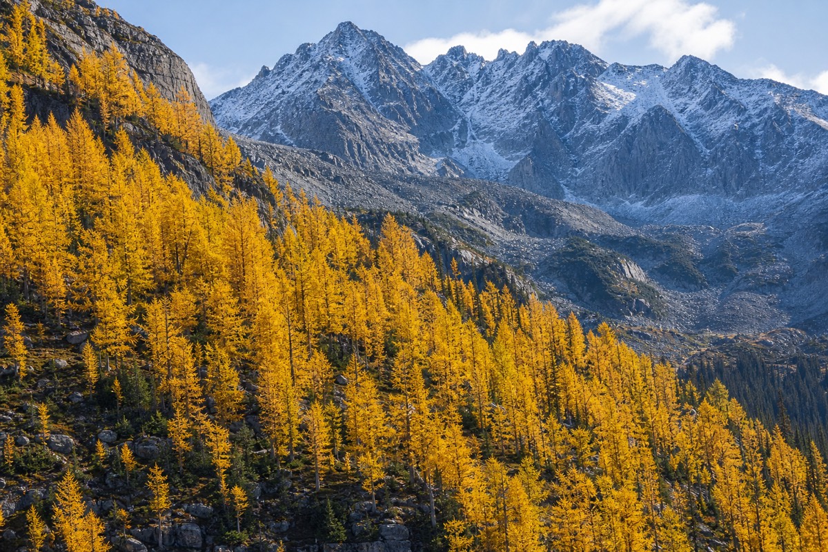 Golden alpine larches above Whistler on a clear autumn morning