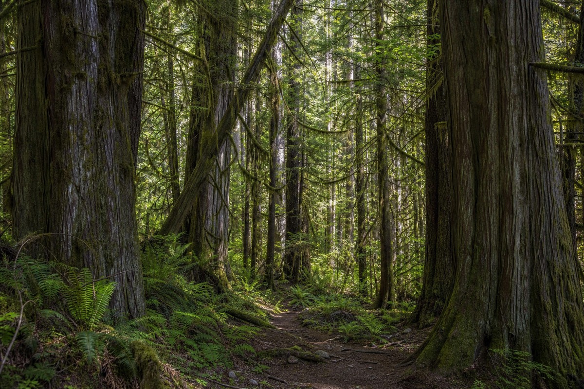 The mountains above Whistler, British Columbia