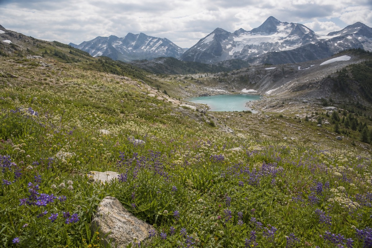 An alpine wildflower meadow above Whistler in summer