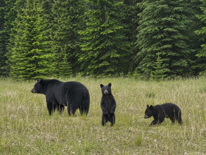 Morning Bears & Scenic Land Rover Tour in Whistler